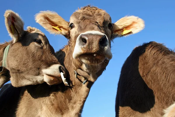 Vacas Jovens Pastagens — Fotografia de Stock