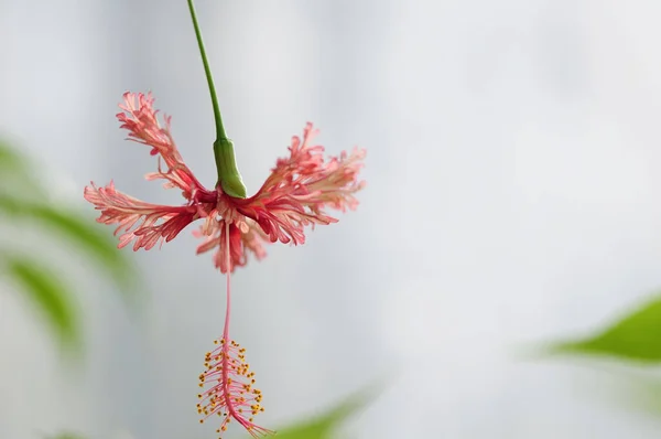 美丽的花朵 花卉概念背景 — 图库照片