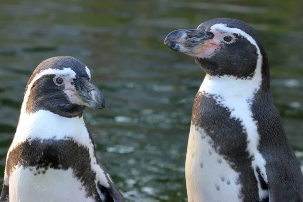 Humboldt Pinguim Casal Noite Luz — Fotografia de Stock