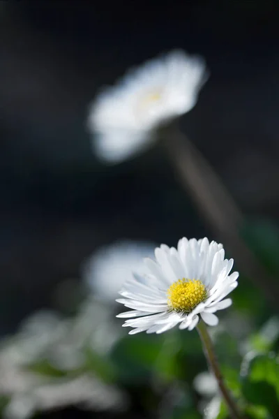 Camille Kwiaty Zbliżenie Polu — Zdjęcie stockowe