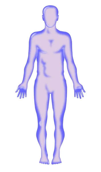 在孤立的白色背景下正面对着男性人体解剖学形象的说明 — 图库照片