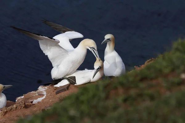 Vista Escénica Las Aves Gancho Naturaleza — Foto de Stock