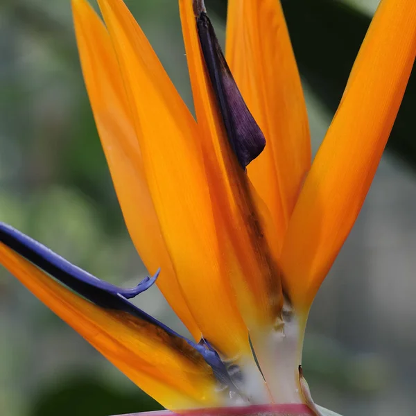 Portakal Çiçeği Strelitzia Bitkisi — Stok fotoğraf