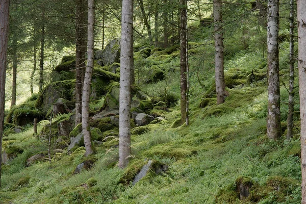 Деталь Великого Лісу Сосновими Деревами — стокове фото