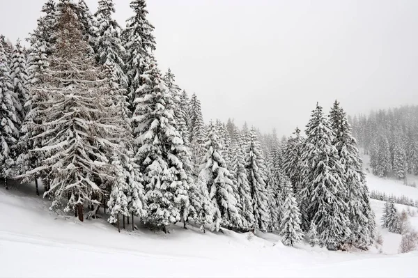 山の中の雪の松林 — ストック写真