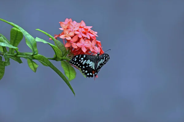 Nahaufnahme Von Wanzen Der Wilden Natur — Stockfoto