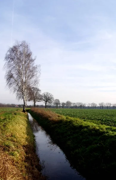 Eine Reihe Von Birken Entlang Eines Wassergrabens Bei Leichtem Vind — Stockfoto