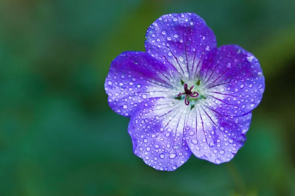 Flor Gerânio Azul Cranesbill Vista Próxima Dia Chuvoso Outono — Fotografia de Stock