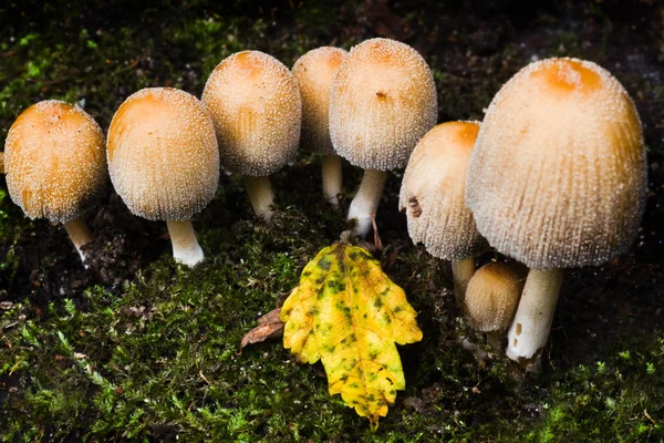 Kleine Pilzgruppe Herbst Wächst Unter Baum — Stockfoto