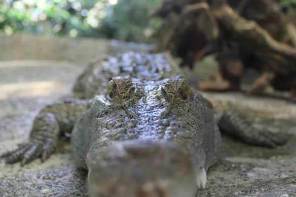 Animal Crocodilo Predador Anfíbio — Fotografia de Stock