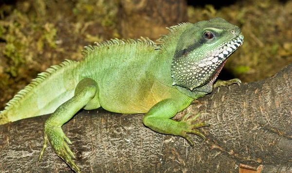 Perto Lagarto Habitat Conceito Selvageria — Fotografia de Stock