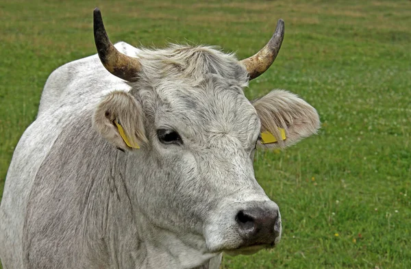 Vaca Alpina Tirol Sul — Fotografia de Stock