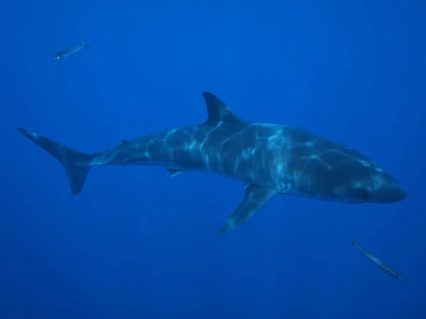 White Shark Fish Marine Predator — Stock Photo, Image