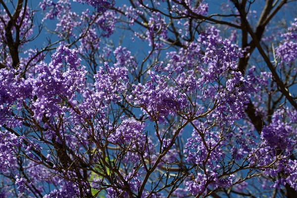 Wild Jacaranda Tree Violet Flowers — Stock Photo, Image