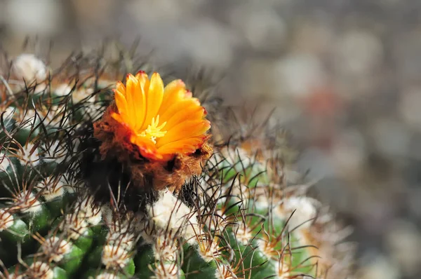 Planta Naturaleza Tropical Flora Botánica Cactus — Foto de Stock