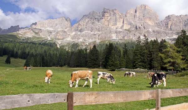 Vacas Alpinas Frente Rosengarten — Fotografia de Stock