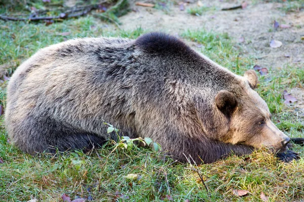 Braunbär Grizzly — Stockfoto