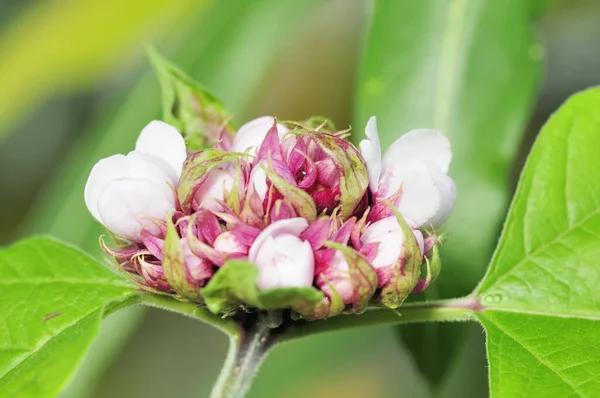 Belles Fleurs Fond Concept Floral — Photo