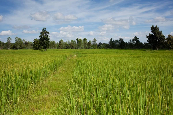 Campo Arroz Ásia Campo Agrícola Com Nuvens Cumulus — Fotografia de Stock