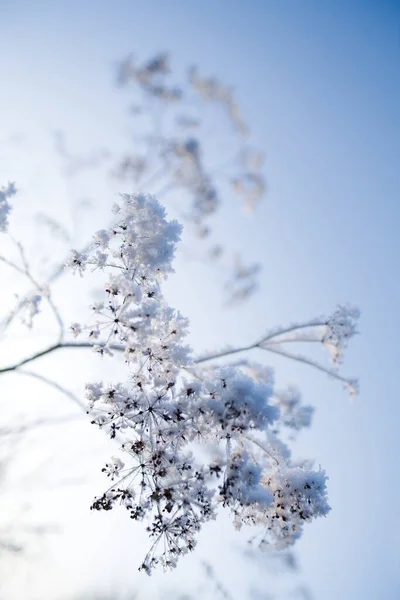 Ezüst Fagy Ágon Kék Háttér Téli Kilátás Növény Jég — Stock Fotó