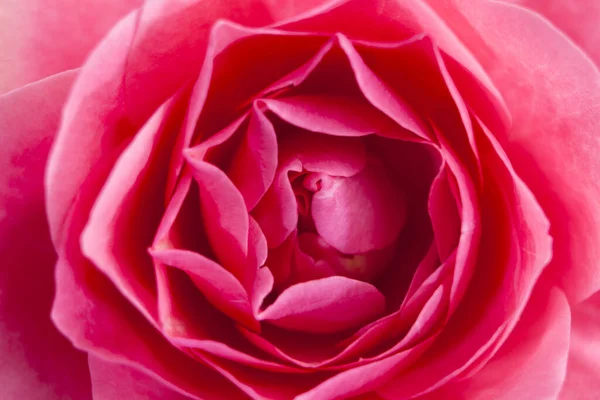 Detail Weergave Van Een Roos — Stockfoto