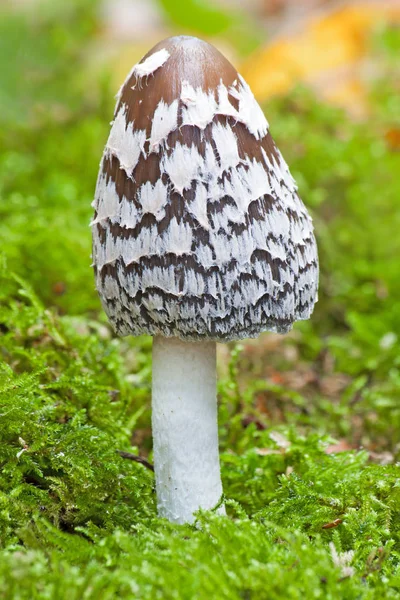 Odla Svamp Skogen Natur Bakgrund — Stockfoto