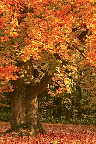 Bavarese Bella Terra Della Germania — Foto Stock