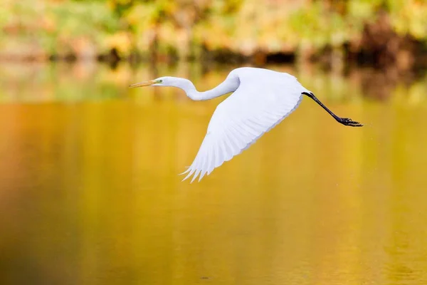 Vista Panorámica Garza Pájaro Naturaleza — Foto de Stock