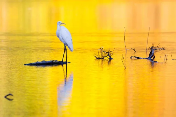 Balıkçıl Kuşun Doğadaki Manzarası — Stok fotoğraf