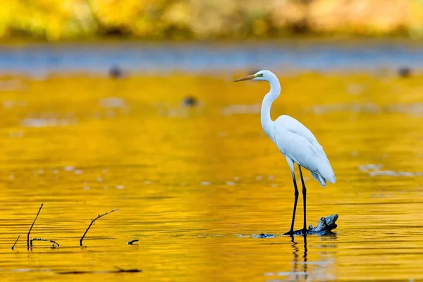 Balıkçıl Kuşun Doğadaki Manzarası — Stok fotoğraf