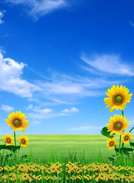 Big Meadow Sunflowers Design Nature — Stock Photo, Image