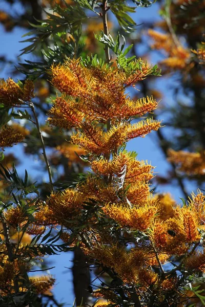 Bel Colpo Botanico Carta Parati Naturale — Foto Stock