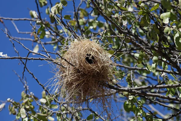 Wevervogelnest Mahaliwebers — Stockfoto