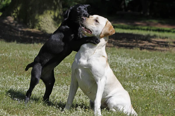 Jugar Labrador Recuperar Incluyendo Cachorro Negro —  Fotos de Stock
