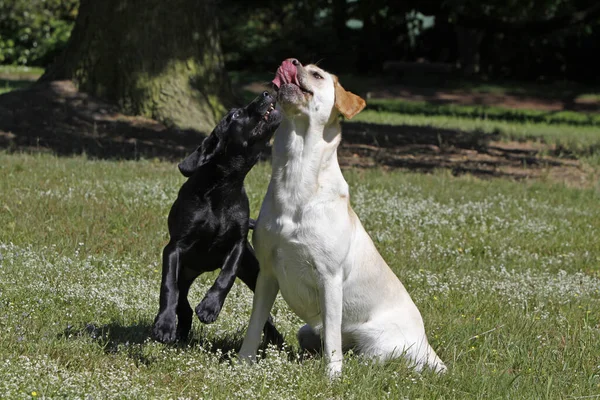 Jugar Labrador Recuperar Uno Ellos Negro Cachorro —  Fotos de Stock
