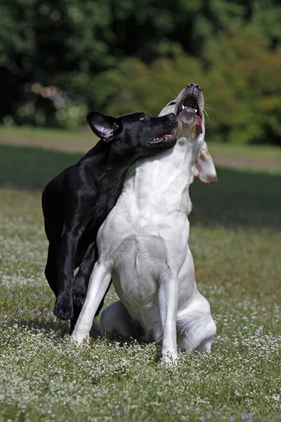 Jouer Labrador Retriever Eux Chiot Noir — Photo