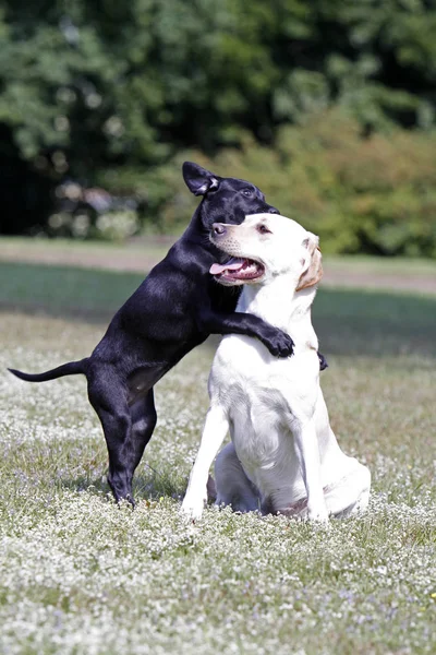 Playing Labrador Retriever Including Black Puppy — Stock Photo, Image