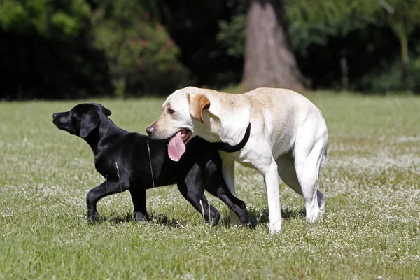 Jugar Labrador Recuperar Uno Ellos Negro Cachorro —  Fotos de Stock