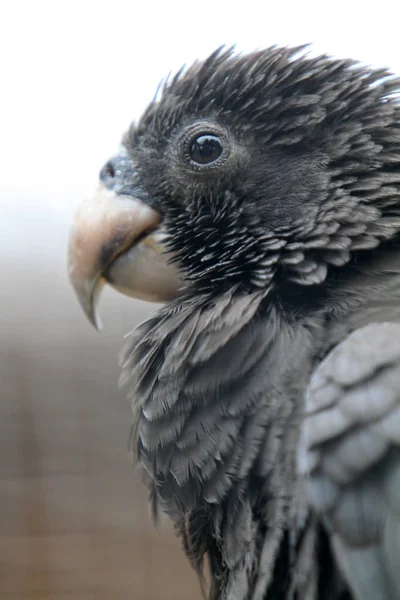 美しいオウムの鳥の風景 — ストック写真