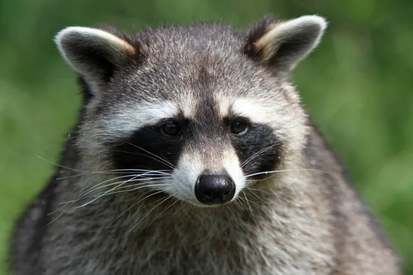 Raccoon Animal Mamífero Roedor — Fotografia de Stock