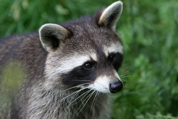 Raccoon Animal Mamífero Roedor — Fotografia de Stock