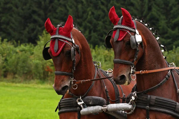 Caballo Campo —  Fotos de Stock