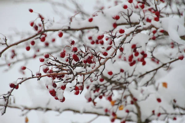 Rode Bessen Sneeuw — Stockfoto