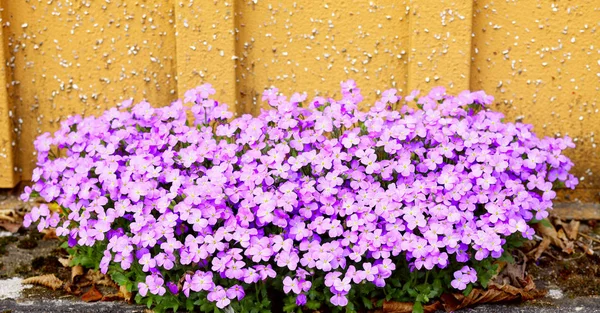 Detail Květin Aubrieta Zahradě Jaro Sársko Německo — Stock fotografie