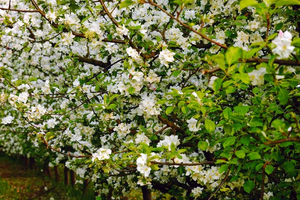 Widok Młodego Sadu Jabłkowego Kwiatami Wieczór Wiosna Saara Niemcy — Zdjęcie stockowe