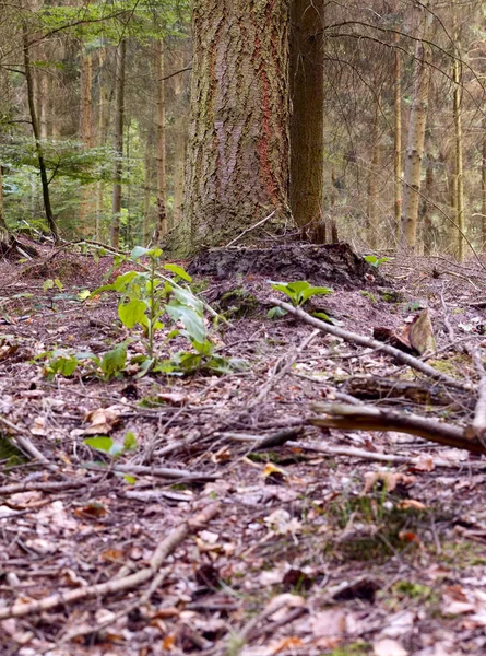 Floresta Mista Árvore Rosácea Parte Trás Abeto Faia Verão Saarland — Fotografia de Stock