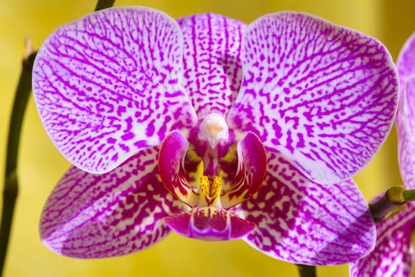 Fechar Acima Uma Flor Orchid Fundo Amarelo — Fotografia de Stock