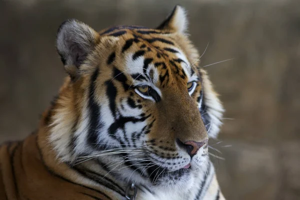 Tigre Selvagem Predador Felino — Fotografia de Stock