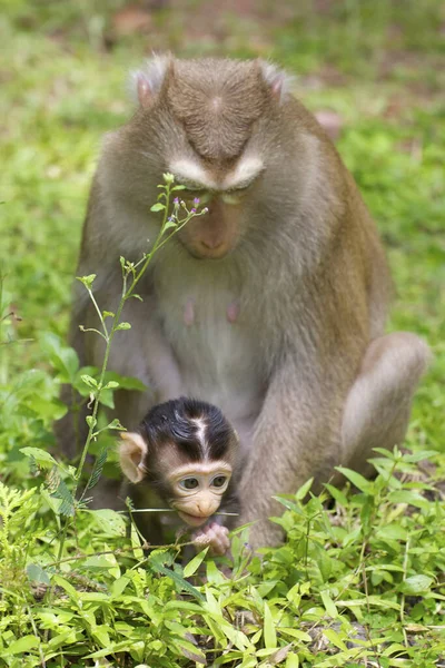 Mono Bebé Con Madre Naturaleza — Foto de Stock