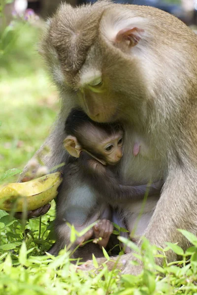 Baby Monkey Mother Wild — Stock Photo, Image